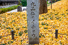 浄真寺の紅葉,浄真寺,九品仏浄真寺,九品仏,奥沢,自由が丘,阿弥陀如来像,寺,文化財,指定文化財,お面かぶり,世田谷区,temple,japan,もみじ,真っ赤,色づく,紅葉,自然,植物,木々,秋,季語,草木,japan,autumn,落ち葉,イチョウ,銀杏,フルサイズ撮影