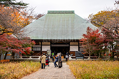 浄真寺の紅葉,浄真寺,九品仏浄真寺,九品仏,奥沢,自由が丘,阿弥陀如来像,寺,文化財,指定文化財,お面かぶり,世田谷区,temple,japan,もみじ,真っ赤,色づく,紅葉,自然,植物,木々,秋,季語,草木,japan,autumn,フルサイズ撮影