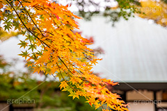 浄真寺の紅葉,浄真寺,九品仏浄真寺,九品仏,奥沢,自由が丘,阿弥陀如来像,寺,文化財,指定文化財,お面かぶり,世田谷区,temple,japan,もみじ,真っ赤,色づく,紅葉,自然,植物,木々,秋,季語,草木,japan,autumn,フルサイズ撮影