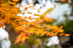 浄真寺の紅葉,浄真寺,九品仏浄真寺,九品仏,奥沢,自由が丘,阿弥陀如来像,寺,文化財,指定文化財,お面かぶり,世田谷区,temple,japan,もみじ,真っ赤,色づく,紅葉,自然,植物,木々,秋,季語,草木,japan,autumn,フルサイズ撮影