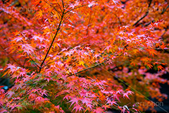 真っ赤なモミジ,もみじ,真っ赤,色づく,紅葉,自然,植物,木々,秋,赤,季語,草木,japan,autumn,フルサイズ撮影