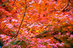 真っ赤なモミジ,もみじ,真っ赤,色づく,紅葉,自然,植物,木々,秋,赤,季語,草木,japan,autumn,フルサイズ撮影