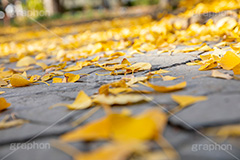 紅葉落葉,イチョウ落ち葉,イチョウ,いちょう,落ち葉,銀杏,紅葉,こうよう,もみじ,モミジ,紅葉狩り,黄葉,落葉広葉樹,カエデ科,秋,季語,色づく,キレイ,きれい,綺麗,照紅葉,照葉,japan,autumn,葉,葉っぱ,フルサイズ撮影,自然