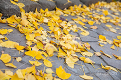 紅葉落葉,イチョウ落ち葉,イチョウ,いちょう,落ち葉,銀杏,紅葉,こうよう,もみじ,モミジ,紅葉狩り,黄葉,落葉広葉樹,カエデ科,秋,季語,色づく,キレイ,きれい,綺麗,照紅葉,照葉,japan,autumn,葉,葉っぱ,フルサイズ撮影,自然