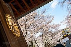 花見で賑わう靖国神社,靖国神社,靖国,政治,神社,shrine,japan,spring,春,開花,花見,お花見,サクラ,さくら,桜,参拝,お参り,千代田区,九段下,境内,さくらまつり,門,blossom,フルサイズ撮影