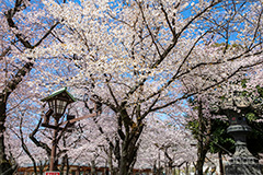 花見で賑わう靖国神社,靖国神社,靖国,政治,神社,shrine,japan,spring,春,開花,花見,お花見,サクラ,さくら,桜,参拝,お参り,千代田区,九段下,境内,さくらまつり,blossom,フルサイズ撮影