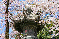 花見で賑わう靖国神社,靖国神社,靖国,政治,神社,shrine,japan,spring,春,開花,花見,お花見,サクラ,さくら,桜,参拝,お参り,千代田区,九段下,境内,さくらまつり,blossom,フルサイズ撮影