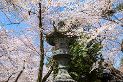 花見で賑わう靖国神社,靖国神社,靖国,政治,神社,shrine,japan,spring,春,開花,花見,お花見,サクラ,さくら,桜,参拝,お参り,千代田区,九段下,境内,さくらまつり,blossom,フルサイズ撮影