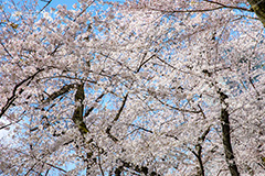 満開,サクラ,さくら,桜,花見,お花見,自然,花びら,さくらまつり,blossom,japan,spring,flower,花,春,フルサイズ撮影