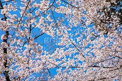 満開,サクラ,さくら,桜,花見,お花見,自然,青空,花びら,さくらまつり,blossom,japan,spring,flower,花,春,フルサイズ撮影