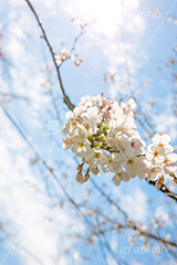 開花,サクラ,さくら,桜,花見,お花見,自然,青空,つぼみ,蕾,花びら,さくらまつり,blossom,japan,spring,flower,花,春,フルサイズ撮影,枝,逆光