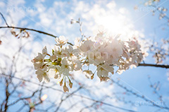 開花,サクラ,さくら,桜,花見,お花見,自然,青空,つぼみ,蕾,花びら,さくらまつり,blossom,japan,spring,flower,花,春,フルサイズ撮影,枝,逆光