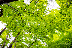 新緑の楓,楓,かえで,カエデ,新緑,草木,自然,青々,緑,葉,公園,初夏,木漏れ日,立秋,park,natural,leaf,フルサイズ撮影