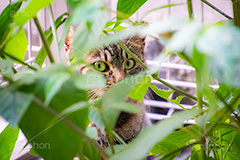 視線の先に,覗く野良猫,野良猫,のら,野良,ねこ,猫,ネコ,覗く,睨む,cat