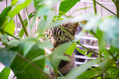 視線の先に,覗く野良猫,野良猫,のら,野良,ねこ,猫,ネコ,覗く,睨む,cat