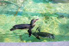 泳ぐペンギン,ペンギン,泳ぐ,海鳥,南半球,鳥,人鳥,アニマル,動物園,animal,penguin,フルサイズ撮影