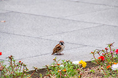 すずめ,スズメ,烏,雀,野鳥,野生,自然,木々