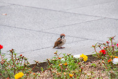 すずめ,スズメ,烏,雀,野鳥,野生,自然,木々