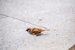 戦闘態勢,すずめ,スズメ,烏,雀,野鳥,野生,自然,木々