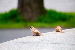 すずめ,スズメ,烏,雀,野鳥,野生,自然,木々