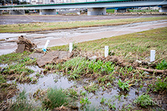 台風の傷跡,流木,倒木,洪水,浸水,被災,氾濫,決壊,堤防,水害,ハザードマップ,台風,大雨,嵐,豪雨,天災,災害,避難,非常,傷,被害,事件,事故,多摩川,川原,河川敷,一級河川,玉川,河川,グランド,グラウンド,野球グランド,神奈川,ground,sports,typhoon,disaster,japan,2019,フルサイズ撮影