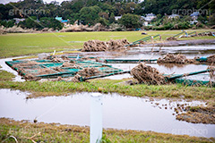 台風の傷跡,流木,倒木,洪水,浸水,被災,氾濫,決壊,堤防,水害,ハザードマップ,台風,大雨,嵐,豪雨,天災,災害,避難,非常,傷,被害,事件,事故,多摩川,川原,河川敷,一級河川,玉川,河川,グランド,グラウンド,野球グランド,神奈川,ground,sports,typhoon,disaster,japan,2019,フルサイズ撮影