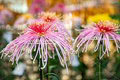 菊,菊花展,靖国神社,菊花紋章,奉納,秋,キク科,多年草,フラワー,花,flower,autumn,japan,フルサイズ撮影