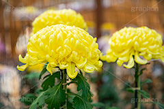 菊,菊花展,靖国神社,菊花紋章,奉納,秋,キク科,多年草,フラワー,花,flower,autumn,japan,フルサイズ撮影