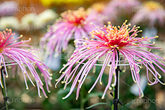 菊,菊花展,靖国神社,菊花紋章,奉納,秋,キク科,多年草,フラワー,花,flower,autumn,japan,フルサイズ撮影