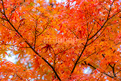 紅葉,もみじ,色づく,真っ赤,自然,植物,木々,秋,赤,季語,草木,japan,autumn