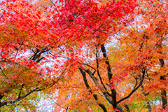 紅葉,もみじ,色づく,真っ赤,自然,植物,木々,秋,赤,季語,草木,japan,autumn