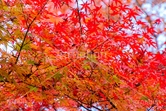 紅葉,もみじ,色づく,真っ赤,自然,植物,木々,秋,赤,季語,草木,japan,autumn