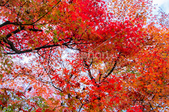 紅葉,もみじ,色づく,真っ赤,自然,植物,木々,秋,赤,季語,草木,japan,autumn