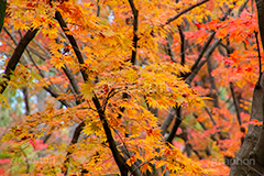 紅葉,もみじ,色づく,自然,植物,木々,秋,赤,季語,草木,japan,autumn