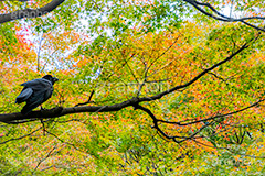 紅葉とカラス,カラス,からす,烏,鴉,鵶,雅,野鳥,真っ黒,黒い鳥,紅葉,こうよう,もみじ,モミジ,秋の気配,japan,autumn