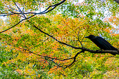 紅葉とカラス,カラス,からす,烏,鴉,鵶,雅,野鳥,真っ黒,黒い鳥,紅葉,こうよう,もみじ,モミジ,秋の気配,japan,autumn