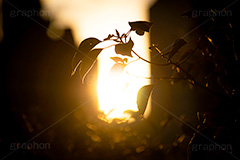 都会の夕焼け,夕焼け,夕暮れ,夕方,夕日,都会,東京の街並み,街,街並み,ビル,眩しい,逆光,雰囲気,ノスタルジック,シルエット,草木,building,nostalgic,sunset,フルサイズ撮影