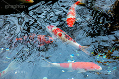 錦鯉,鯉,コイ,こい,鮒,魚,ふな,フナ,池,いけ,公園,庭園,和,日本,pond,japan,フルサイズ撮影