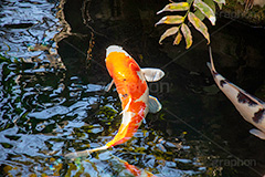 錦鯉,鯉,コイ,こい,鮒,魚,ふな,フナ,池,いけ,公園,庭園,和,日本,pond,japan,フルサイズ撮影