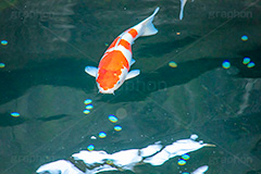 錦鯉,鯉,コイ,こい,鮒,魚,ふな,フナ,池,いけ,公園,庭園,和,日本,pond,japan,フルサイズ撮影