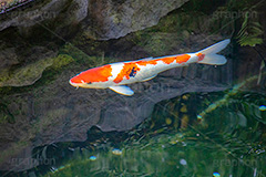 錦鯉,鯉,コイ,こい,鮒,魚,ふな,フナ,池,いけ,公園,庭園,和,日本,pond,japan,フルサイズ撮影