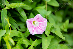 ヒルガオ,ひるがお,昼顔,おこり花,つんぶー花,おこりづる,かみなり花,てんき花,雨ふり花,ちち花,かっぽう,花,フラワー,自然,薬用,植物,夏,サマー,summer,flower,フルサイズ撮影