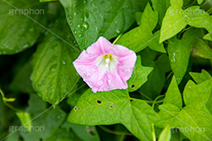 ヒルガオ,ひるがお,昼顔,おこり花,つんぶー花,おこりづる,かみなり花,てんき花,雨ふり花,ちち花,かっぽう,花,フラワー,自然,薬用,植物,夏,サマー,雨粒,水滴,summer,flower,フルサイズ撮影