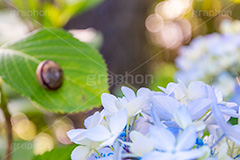 紫陽花の葉にカタツムリ,カタツムリ,かたつむり,でんでんむし,でんでん虫,あじさい,アジサイ,紫陽花,梅雨,つゆ,ホンアジサイ,季語,6月,葉,葉っぱ,渦,殻,雨上がり,leaf