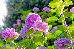 雨上がり,晴れ間,あじさい,アジサイ,紫陽花,梅雨,つゆ,花,ホンアジサイ,季語,フラワー,6月,flower