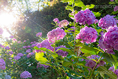 雨上がり,晴れ間,逆光,フレア,あじさい,アジサイ,紫陽花,梅雨,つゆ,花,ホンアジサイ,季語,フラワー,6月,flower,flare