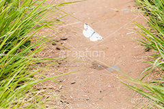 モンシロチョウ,チョウ,蝶々,蝶,ちょうちょ,昆虫,生き物,自然,飛ぶ,舞う,雑草,butterfly