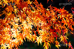 紅葉,もみじ,色づく,真っ赤,自然,植物,木々,秋,赤,季語,草木,japan,autumn