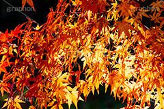 紅葉,もみじ,色づく,真っ赤,自然,植物,木々,秋,赤,季語,草木,japan,autumn