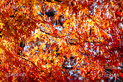 紅葉,もみじ,色づく,真っ赤,自然,植物,木々,秋,赤,季語,草木,japan,autumn